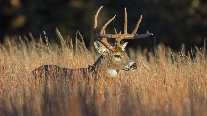deer hunting