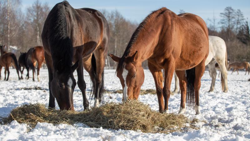 horses in winter weather